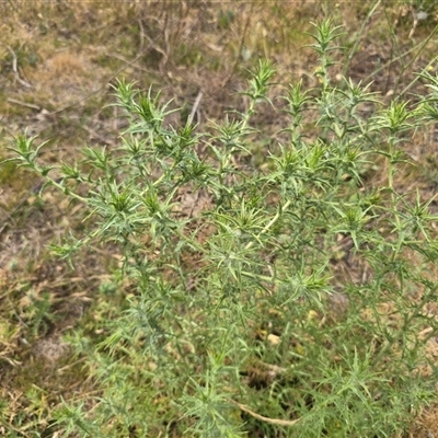 Carthamus lanatus (Saffron Thistle) at Symonston, ACT - Today by Mike