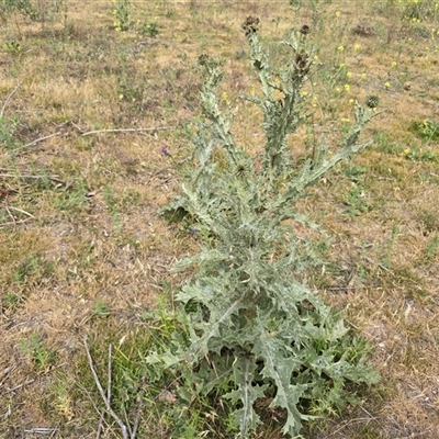 Onopordum acanthium (Scotch Thistle) at Symonston, ACT - Today by Mike