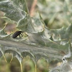 Unverified Weevil (Curculionoidea) at Symonston, ACT - 28 Nov 2025 by Mike
