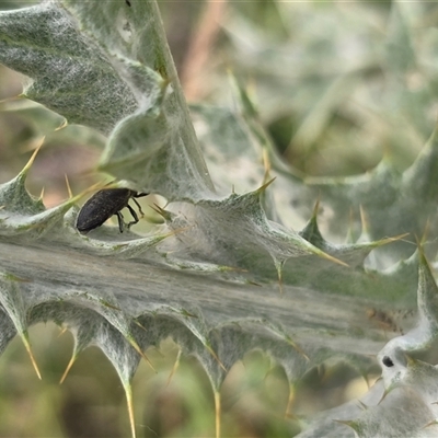 Unverified Weevil (Curculionoidea) at Symonston, ACT - 28 Nov 2025 by Mike