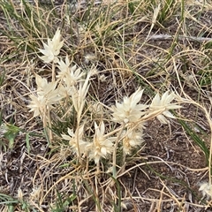 Rytidosperma carphoides (Short Wallaby Grass) at Symonston, ACT - 28 Nov 2025 by Mike