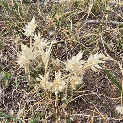 Rytidosperma carphoides (Short Wallaby Grass) at Symonston, ACT - 28 Nov 2025 by Mike
