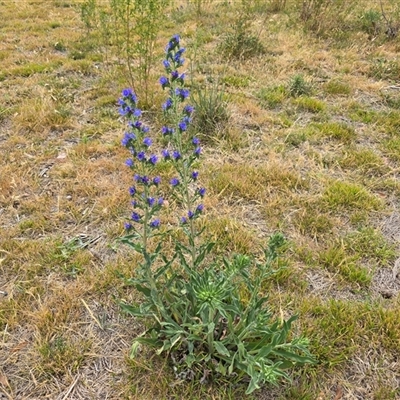 Echium vulgare (Vipers Bugloss) at Symonston, ACT - 28 Nov 2025 by Mike