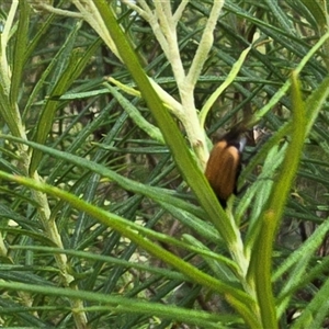Phyllotocus rufipennis (Nectar scarab) at Symonston, ACT - Yesterday by Mike
