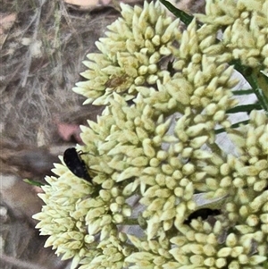 Mordella sp. (genus) (Pintail or tumbling flower beetle) at Symonston, ACT - Yesterday by Mike