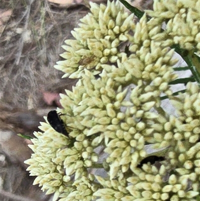 Mordella sp. (genus) (Pintail or tumbling flower beetle) at Symonston, ACT - 28 Nov 2025 by Mike