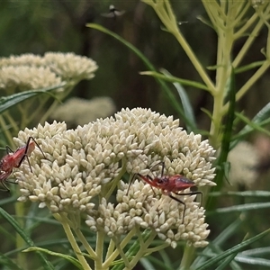 Gminatus australis (Orange assassin bug) at Symonston, ACT - Yesterday by Mike