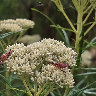 Gminatus australis (Orange assassin bug) at Symonston, ACT - 28 Nov 2025 by Mike