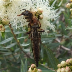 Unverified Robber fly (Asilidae) at Kambah, ACT - 28 Nov 2025 by HelenCross