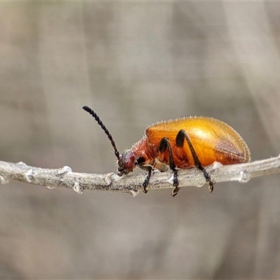 Ecnolagria grandis (Honeybrown beetle) at Symonston, ACT - 28 Nov 2025 by Mike