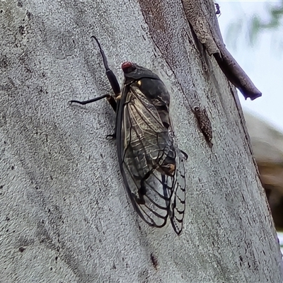 Psaltoda moerens (Redeye cicada) at Symonston, ACT - 28 Nov 2025 by Mike