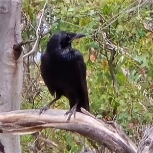 Corvus coronoides at Symonston, ACT - Today by Mike