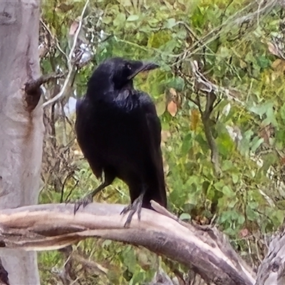 Corvus coronoides at Symonston, ACT - 28 Nov 2025 by Mike