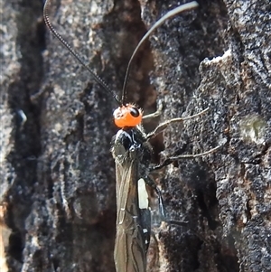 Braconidae (family) at Kambah, ACT - Yesterday by HelenCross