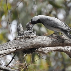 Coracina novaehollandiae (Black-faced Cuckooshrike) at Kambah, ACT - 28 Nov 2025 by HelenCross
