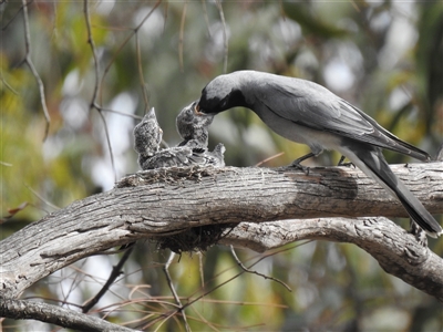Coracina novaehollandiae (Black-faced Cuckooshrike) by HelenCross