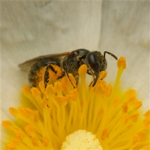 Lasioglossum (Homalictus) urbanum (Furrow Bee) at Downer, ACT - Yesterday by RobertD