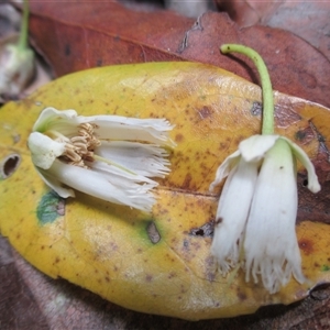 Peripentadenia phelpsii at Syndicate, QLD - 4 Sep 2016 by JasonPStewart