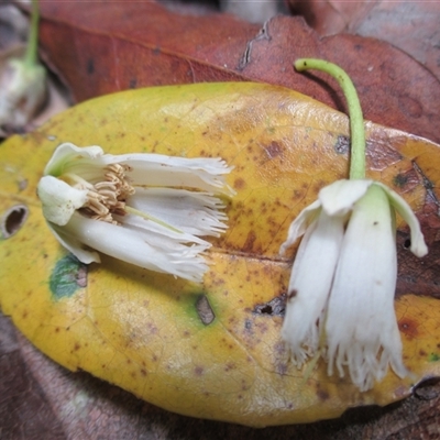 Peripentadenia phelpsii at Syndicate, QLD - 4 Sep 2016 by JasonPStewart
