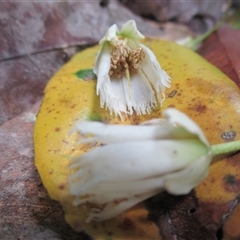 Peripentadenia phelpsii at Syndicate, QLD - 4 Sep 2016 10:47 AM