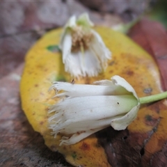 Peripentadenia phelpsii at Syndicate, QLD - 4 Sep 2016 10:47 AM