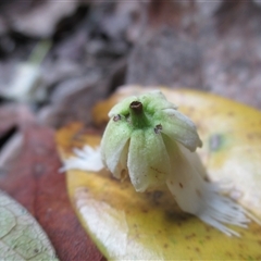 Peripentadenia phelpsii at Syndicate, QLD - 4 Sep 2016 10:47 AM
