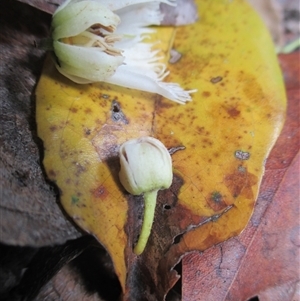 Peripentadenia phelpsii at Syndicate, QLD - 4 Sep 2016 10:47 AM