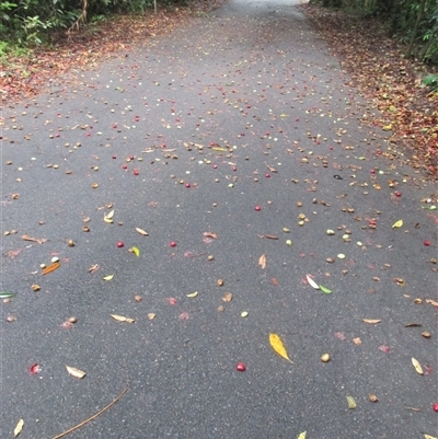 Peripentadenia phelpsii at Syndicate, QLD - 5 Jan 2018 by JasonPStewart