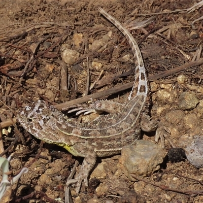 Tympanocryptis osbornei (Monaro Grassland Earless Dragon) at Dry Plain, NSW - 16 Nov 2025 by AndyRoo