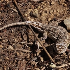 Tympanocryptis osbornei at Dry Plain, NSW - suppressed
