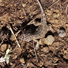 Tympanocryptis osbornei at Dry Plain, NSW - suppressed