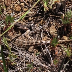 Tympanocryptis osbornei at Dry Plain, NSW - suppressed