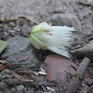 Peripentadenia phelpsii at Syndicate, QLD - 2 Sep 2018 by JasonPStewart