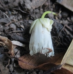 Peripentadenia phelpsii at Syndicate, QLD - 2 Sep 2018 07:22 AM