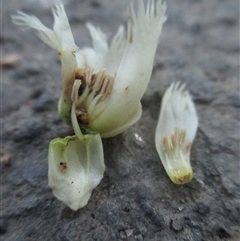 Peripentadenia phelpsii at Syndicate, QLD - 2 Sep 2018 07:22 AM