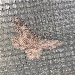 Hypodoxa muscosaria at Katoomba, NSW - 28 Nov 2025 by Annei