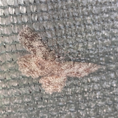 Hypodoxa muscosaria at Katoomba, NSW - 28 Nov 2025 by Annei