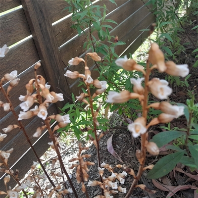 Gastrodia sesamoides at Katoomba, NSW - 28 Nov 2025 by Annei