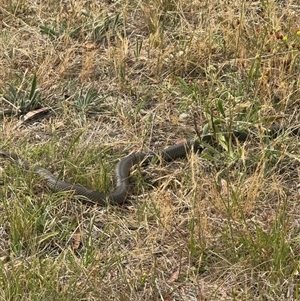 Pseudonaja textilis at Hackett, ACT - Yesterday by Louisab