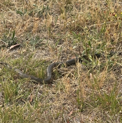 Pseudonaja textilis at Hackett, ACT - Today by Louisab