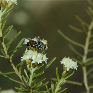 Cylindromyia sp. (genus) at Captains Flat, NSW - Yesterday by Csteele4
