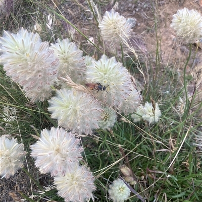 Radumeris tasmaniensis at  - suppressed by KL