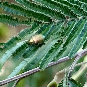 Unverified Beetle (Coleoptera) at Aranda, ACT - Yesterday by KMcCue