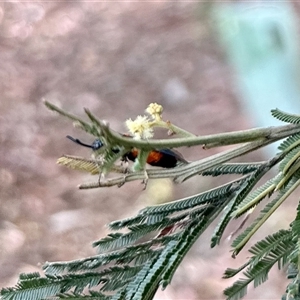 Unverified Insect at Aranda, ACT - Yesterday by KMcCue