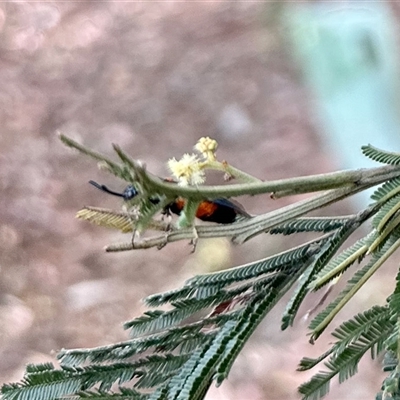 Podalonia tydei (Caterpillar-hunter wasp) at Aranda, ACT - 28 Nov 2025 by KMcCue