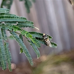 Allograpta sp. (genus) at Aranda, ACT - Yesterday by KMcCue