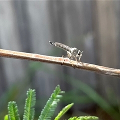 Cerdistus sp. (genus) (Slender Robber Fly) at Aranda, ACT - 28 Nov 2025 by KMcCue