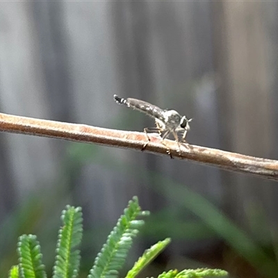 Cerdistus sp. (genus) (Slender Robber Fly) at Aranda, ACT - 28 Nov 2025 by KMcCue