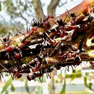 Unverified Insect at Aranda, ACT - Yesterday by KMcCue