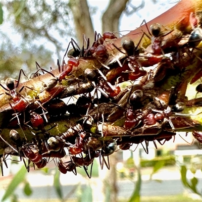 Eurymelinae (subfamily) (Unidentified eurymeline leafhopper) at Aranda, ACT - 28 Nov 2025 by KMcCue